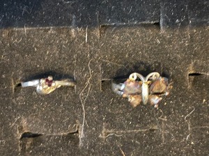 lot 8 image: 2 rings-1 butterfly size 7 and solitary 6
