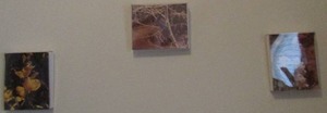 lot 170 image: 3 box framed photos of flowers and tree branches woods By Reyansh qty 3,  108