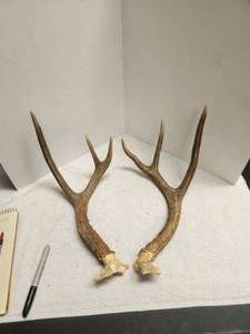 lot 155 image: Pair of Deer antlers