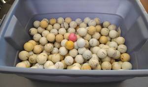 lot 108 image: LOT OF ASSORTED GOLF BALLS AS SHOWN. GENEROUS COUNT.